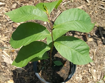 Pawpaw Seedling (Asimina triloba) Plant in 1 Gallon pot. Sorry, no shipping to CA, TX and AZ at the moment.