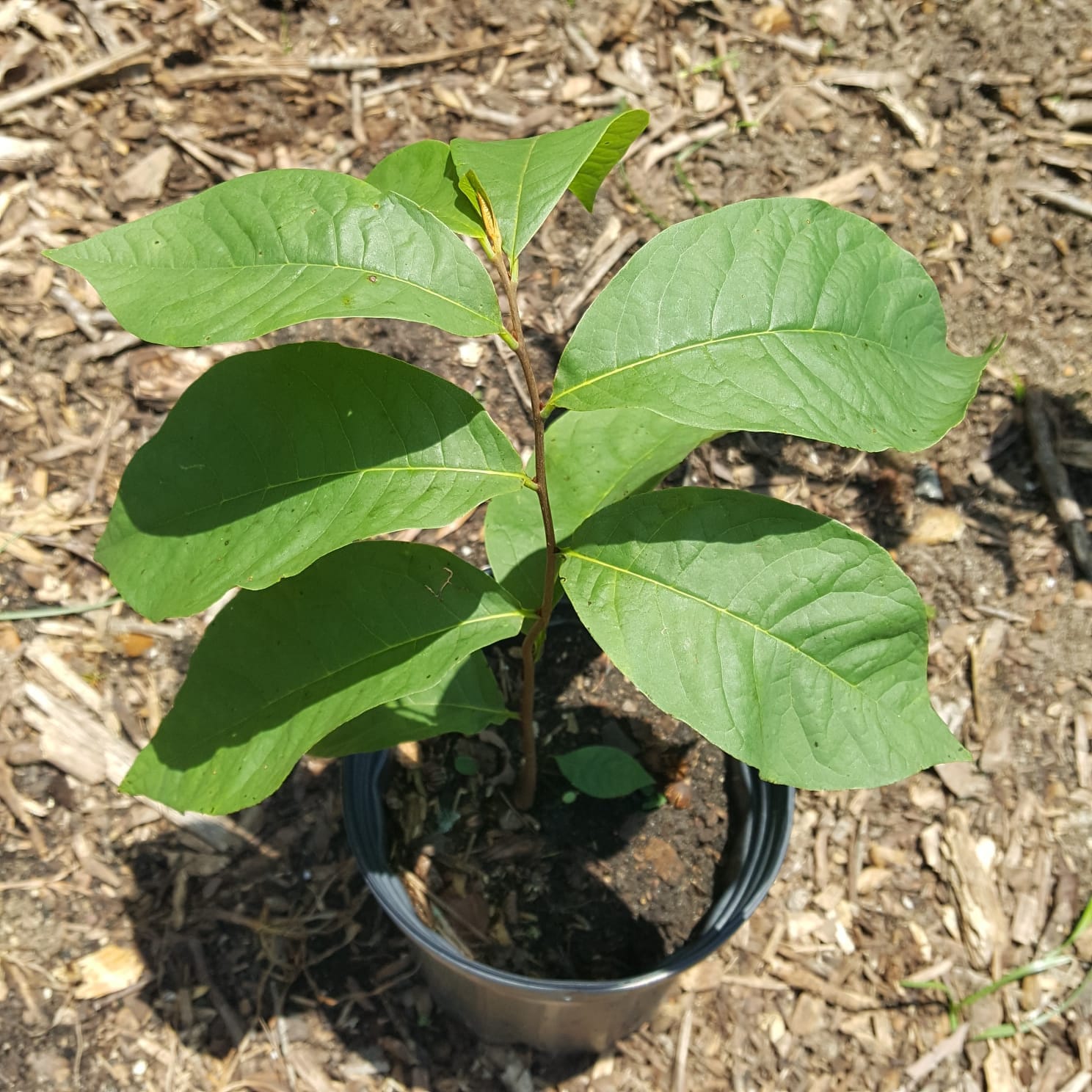 Pawpaw Seedling (asimina Triloba) Plant in 1 Gallon Pot. Sorry, No ...