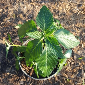 Damiana (Turnera ulmifolia) Plant in 1 Gallon nursery pot. Sorry, no shipping to CA, TX and AZ at the moment.