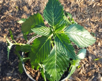 Damiana (Turnera ulmifolia) Plant in 1 Gallon nursery pot. Sorry, no shipping to CA, TX and AZ at the moment.