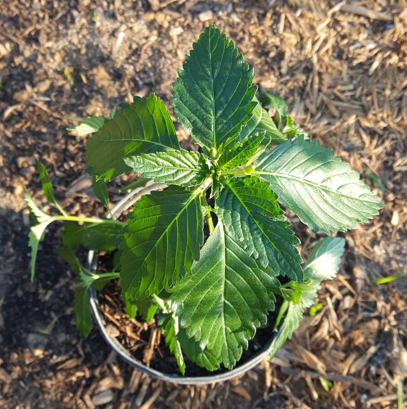 14+ Plant Nursery Maui