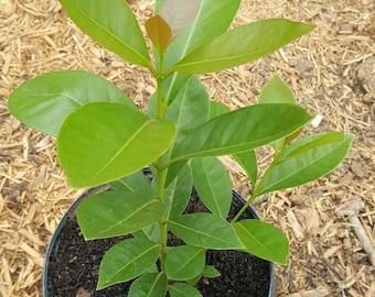 Lemon Guava/Yellow Cattley Guava (Psidium cattleianum littorale) Plant in 1 Gallon pot. Sorry, no shipping to CA, TX and AZ at the moment.