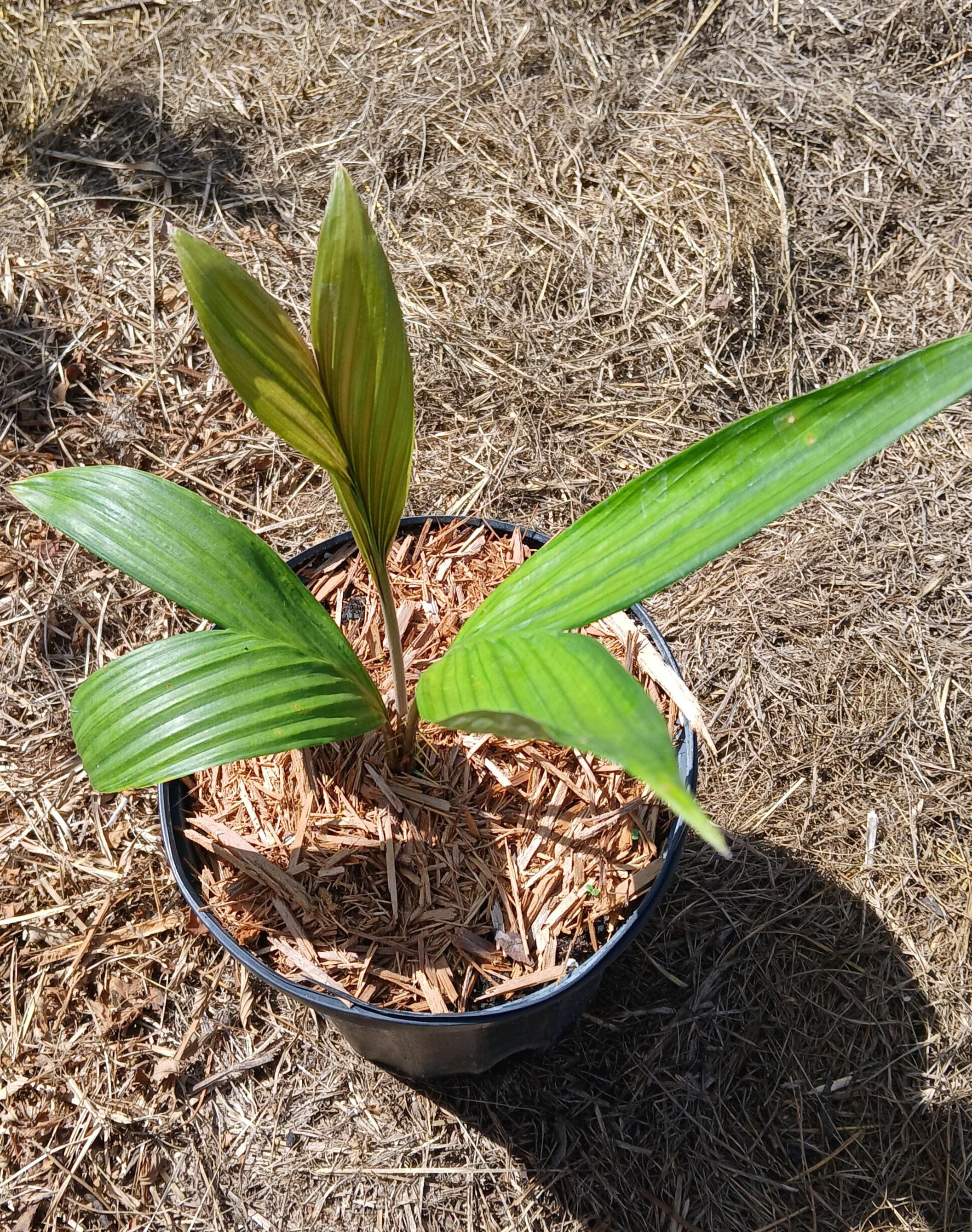 Salak/ Snake Fruit (Salacca zalacca) plant in 1 Gallon nursery pot. Sorry, no shipping to CA, TX and AZ at the moment.