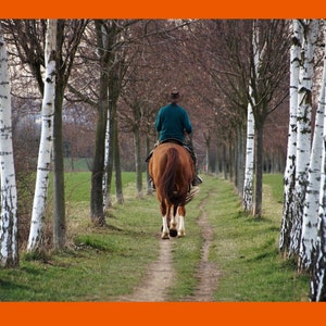 Should I buy this horse..? Quick advice from an INDEPENDENT PRO! Get a confidential second opinion + written report. Most breeds, most uses. image 7