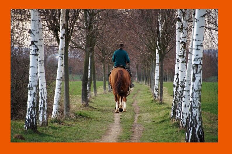 Should I buy this horse..? Quick advice from an INDEPENDENT PRO! Get a confidential second opinion + written report. Most breeds, most uses. image 7