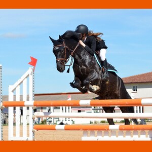 May include: A black horse jumps over a white and orange fence with a rider wearing a black helmet and black riding clothes.