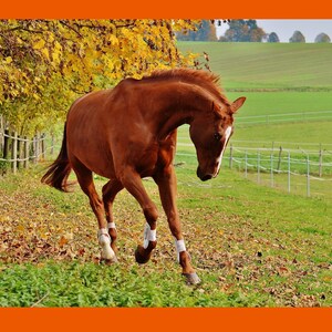 May include: A brown horse with white markings on its legs runs through a field with a wooden fence and fallen leaves. The horse is wearing white leg wraps.