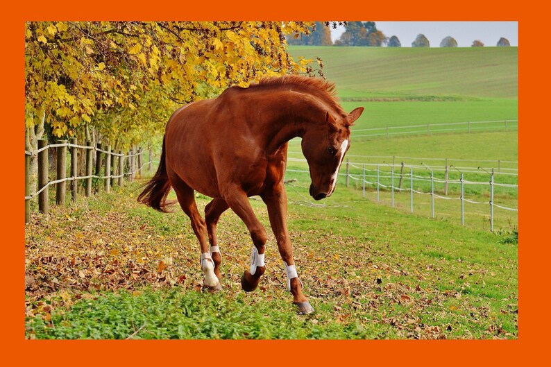 May include: A brown horse with white markings on its legs runs through a field with a wooden fence and fallen leaves. The horse is wearing white leg wraps.