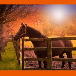 May include: A brown horse stands in a field, looking towards the setting sun. The horse is wearing a brown leather halter and is standing behind a wooden fence. The background is a field of green grass and trees.
