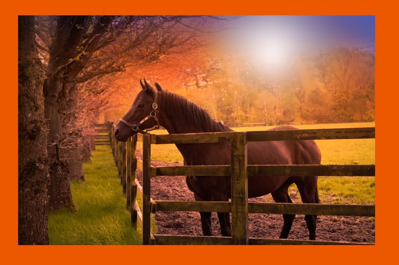 May include: A brown horse stands in a field, looking towards the setting sun. The horse is wearing a brown leather halter and is standing behind a wooden fence. The background is a field of green grass and trees.
