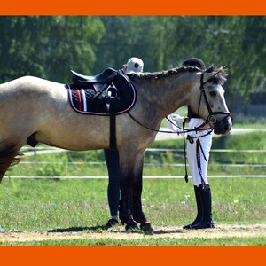 May include: A gray horse with a black saddle and red and white trim is standing in a grassy field. A person is holding the horse's reins.