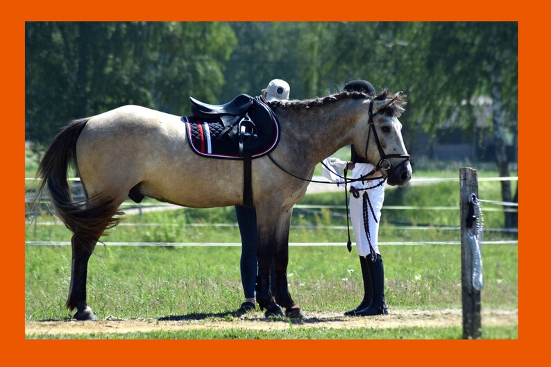 May include: A gray horse with a black saddle and red and white trim is standing in a grassy field. A person is holding the horse's reins.
