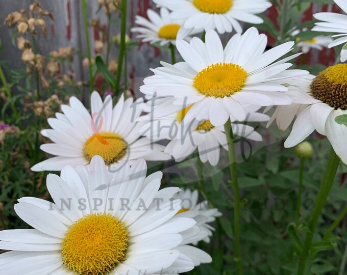Daisies, Sublimation, PNG, Digital Art