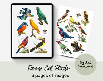 Fussy Cut Birds Digital Journal Ephemera, Collage Paper, Digital Download