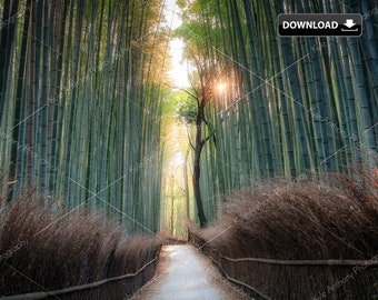 Digital Download, Limited Edition: Arashiyama Bamboo Grove, Kyoto Japan, Printable wall art, asian home decor, office wall decor and gifts