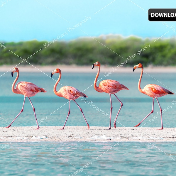 Digital Download, Limited Edition: Wild Flamingos Walking on a White Sandbar, Printable Wall Art, Home Decor, Wildlife Photography