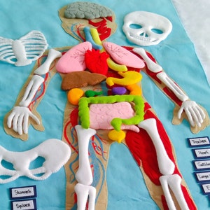 Set Human Body, Anatomy board, oversized Human anatomy, Flanel Board Organ, circulatory system, medical play set, organ classification image 1