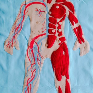 Set Human Body, Anatomy board, oversized Human anatomy, Flanel Board Organ, circulatory system, medical play set, organ classification image 4