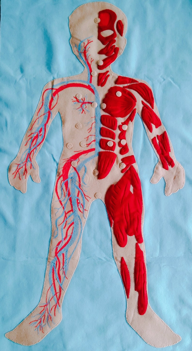 Set Human Body, Anatomy board, oversized Human anatomy, Flanel Board Organ, circulatory system, medical play set, organ classification image 4