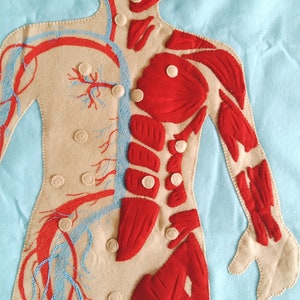 Set Human Body, Anatomy board, oversized Human anatomy, Flanel Board Organ, circulatory system, medical play set, organ classification image 7