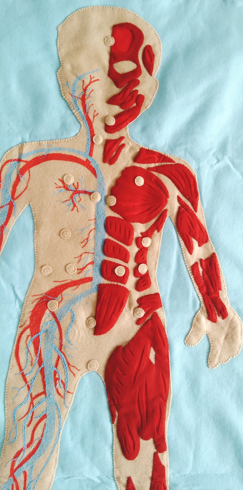 Set Human Body, Anatomy board, oversized Human anatomy, Flanel Board Organ, circulatory system, medical play set, organ classification image 7