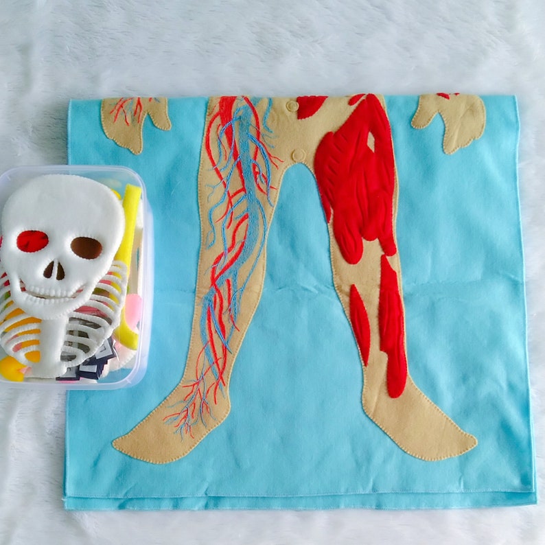 Set Human Body, Anatomy board, oversized Human anatomy, Flanel Board Organ, circulatory system, medical play set, organ classification image 9