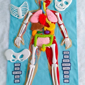 Set Human Body, Anatomy board, oversized Human anatomy, Flanel Board Organ, circulatory system, medical play set, organ classification image 2