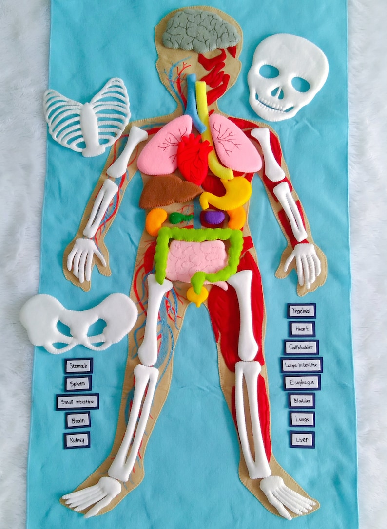 Set Human Body, Anatomy board, oversized Human anatomy, Flanel Board Organ, circulatory system, medical play set, organ classification image 2
