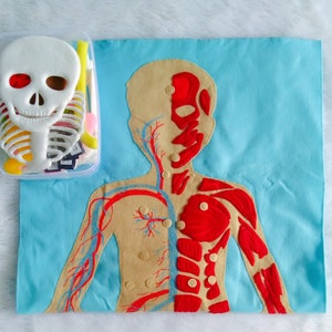 Set Human Body, Anatomy board, oversized Human anatomy, Flanel Board Organ, circulatory system, medical play set, organ classification image 8