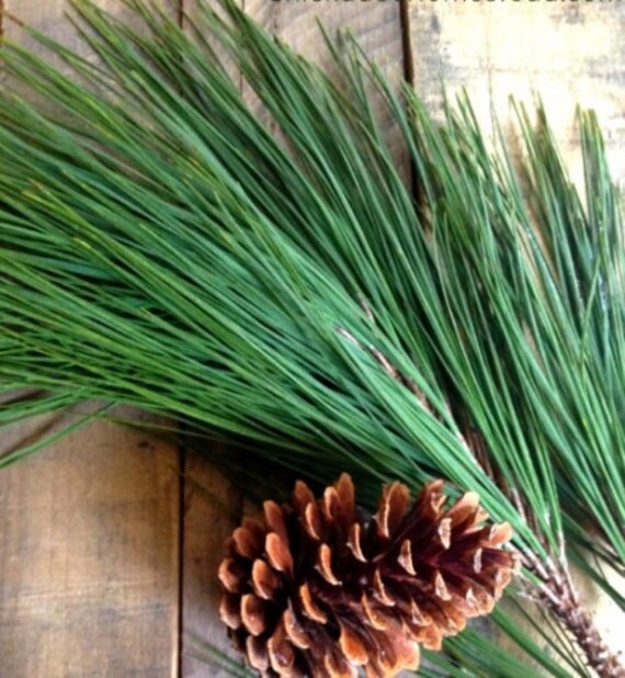 Aiguilles Fraiches De Pins Sylvestre Special Immunite Etsy