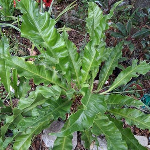 Anthurium Hookeri (Bird&#39;s Nest Anthurium)