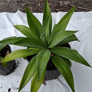 May include: A potted agave plant with long, green leaves. The plant is in a black pot and sits on a white surface. The leaves have pointed tips and a slight curve. The plant is a vibrant green color.