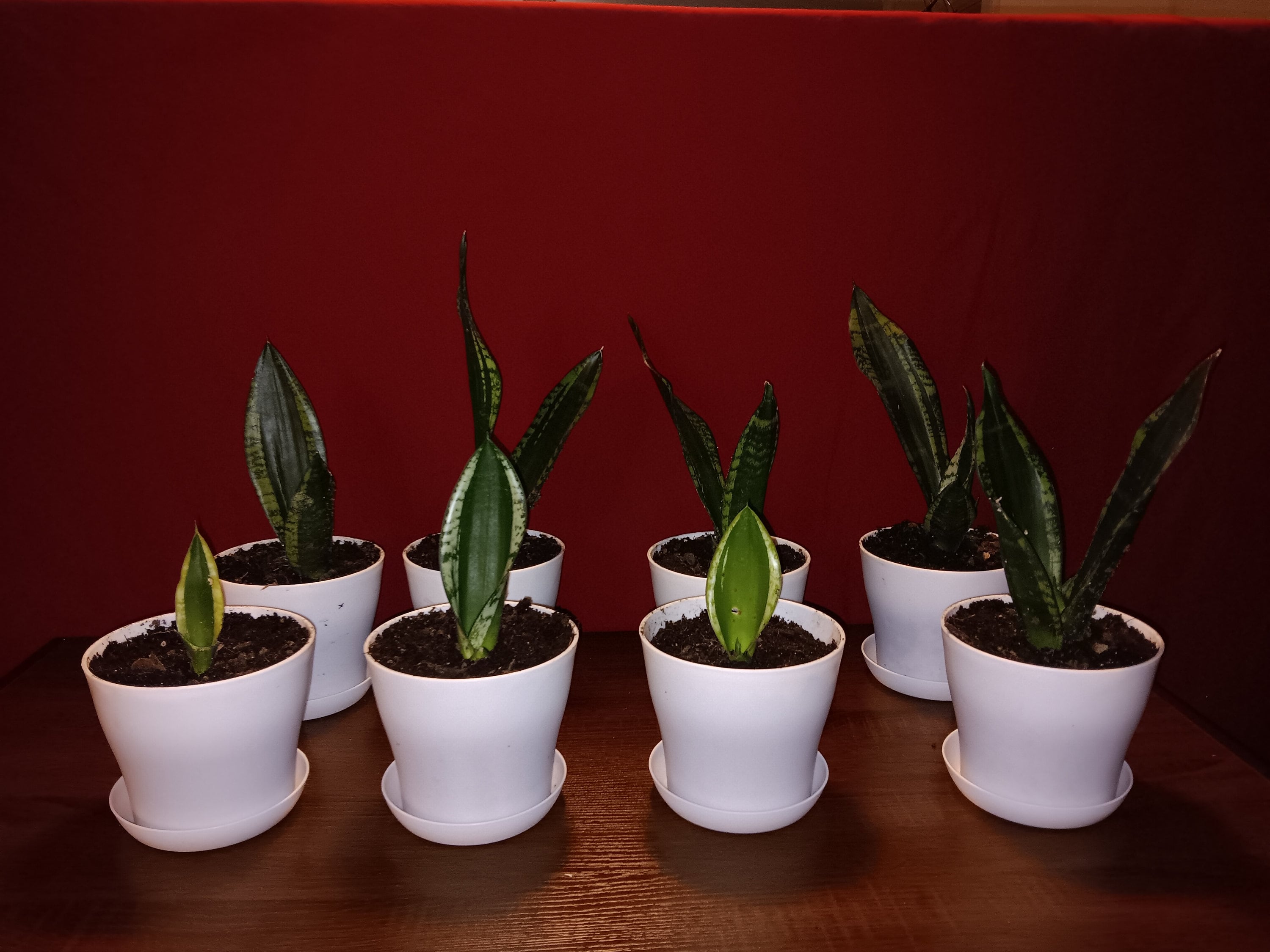 蓮*子様 サンスベリア　ビューティークイーン 蓮*子様 サンスベリア ビューティークイーン