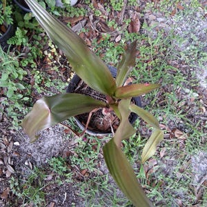 Bulbes de lys crinum Queen Emma