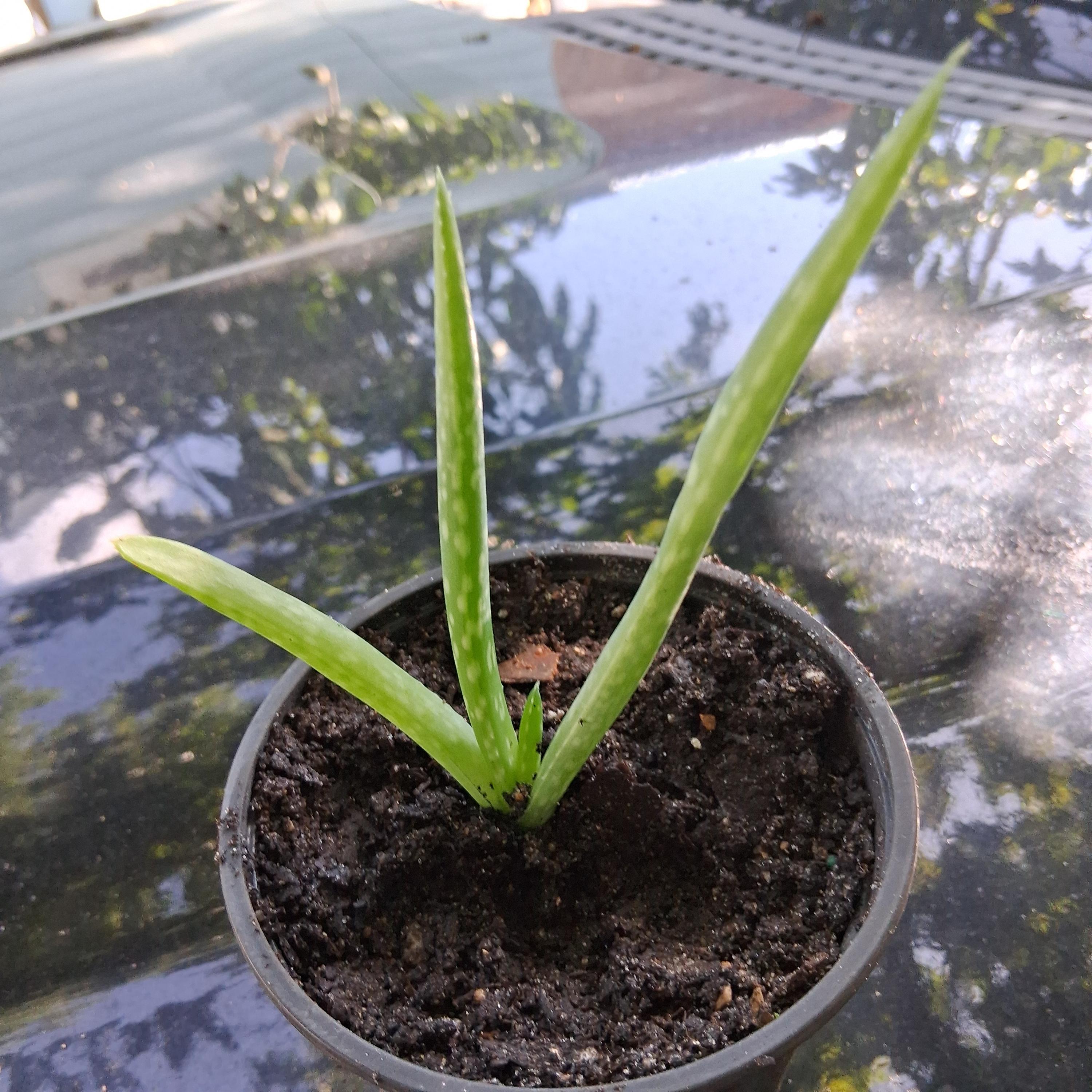 Mexican Aloe vera