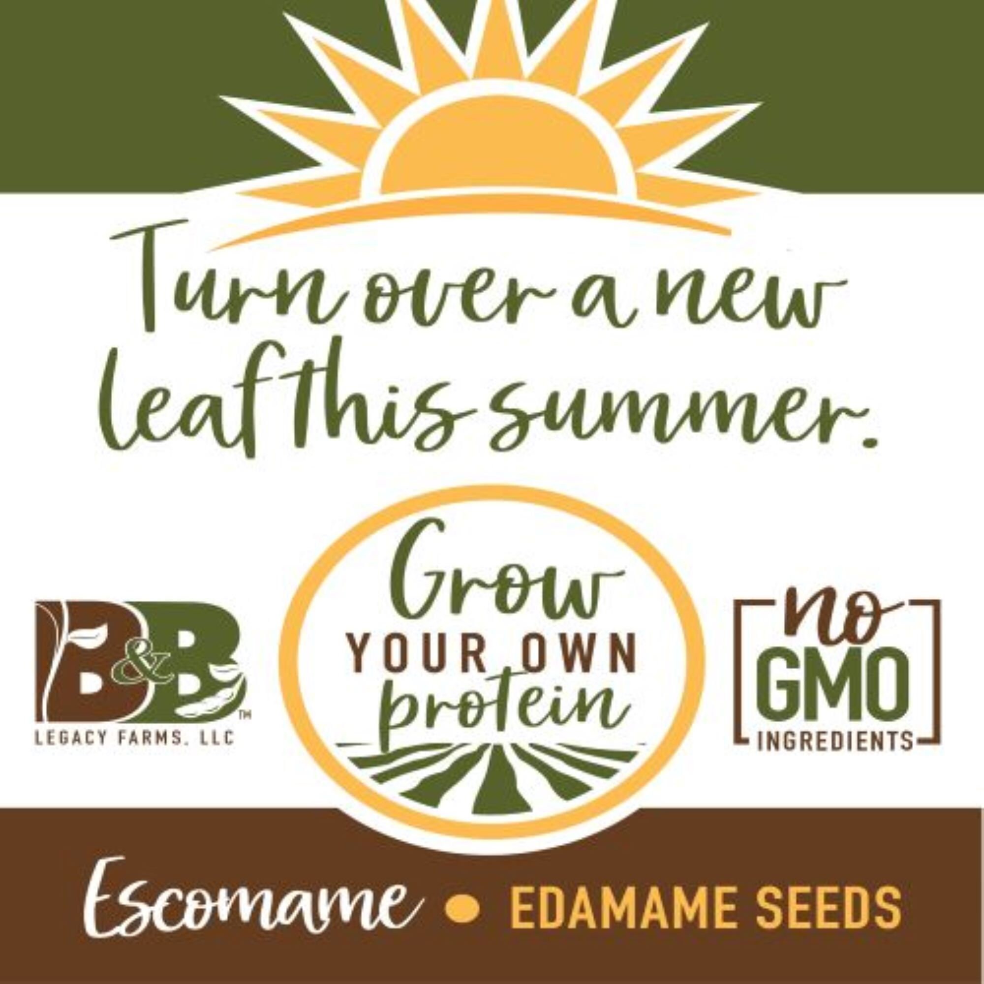 Edamame Seed Variety Etsy