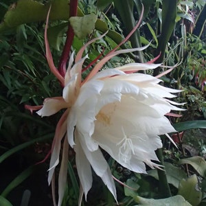 Queen of the Night Epiphyllum Oxypetalum:The original Queen of the Night