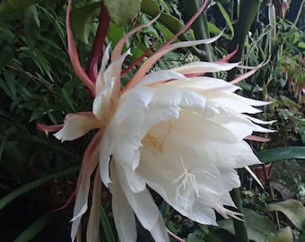 Planta reina de la noche: Epiphyllum Oxypetalum, Cereus de floración nocturna (rosa)
