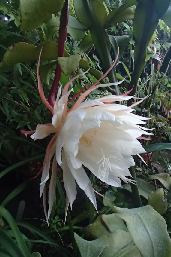 Queen of the Night Plant: Epiphyllum Oxypetalum, Night Blooming Cereus (Pink)