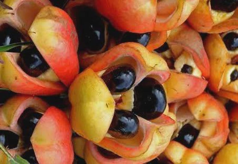 Ackee Tree Saplings: Jamaican National Fruit ++=5 Bonus Plants Included ...