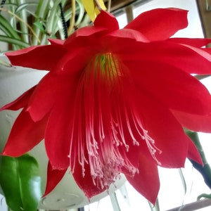 Red Orchid Cactus - Disocactus