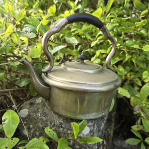 May include: A silver teapot with a black handle, resting on a rock surrounded by green foliage.