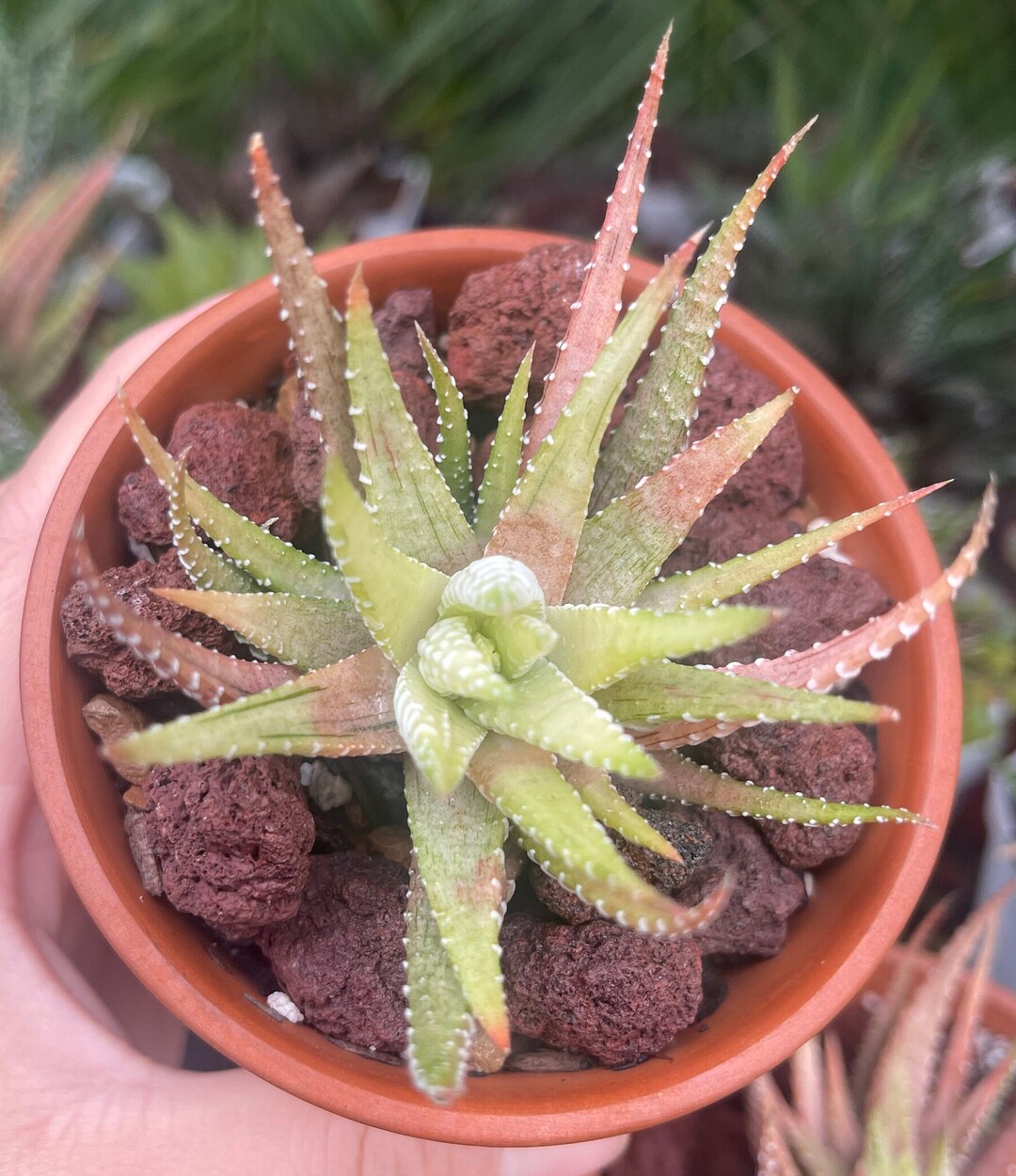 Haworthia Zebra Variegated/ Haworthia Fasciata Variegata Etsy