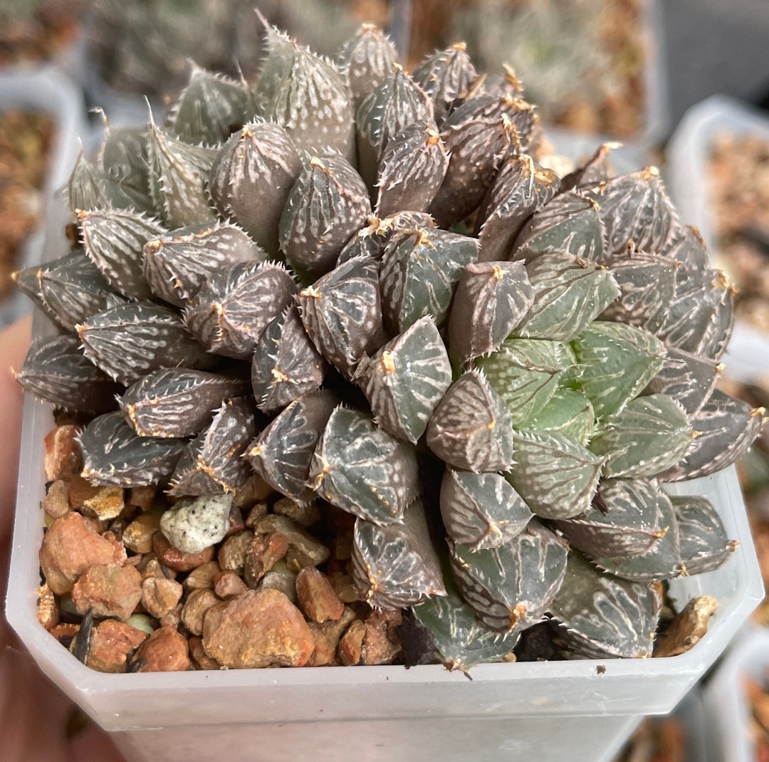 Haworthia Obtusa mirror Ball in Cluster Etsy Canada