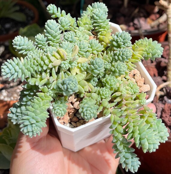 Sedum Dasyphyllum Major blue Tears Sedum - Etsy