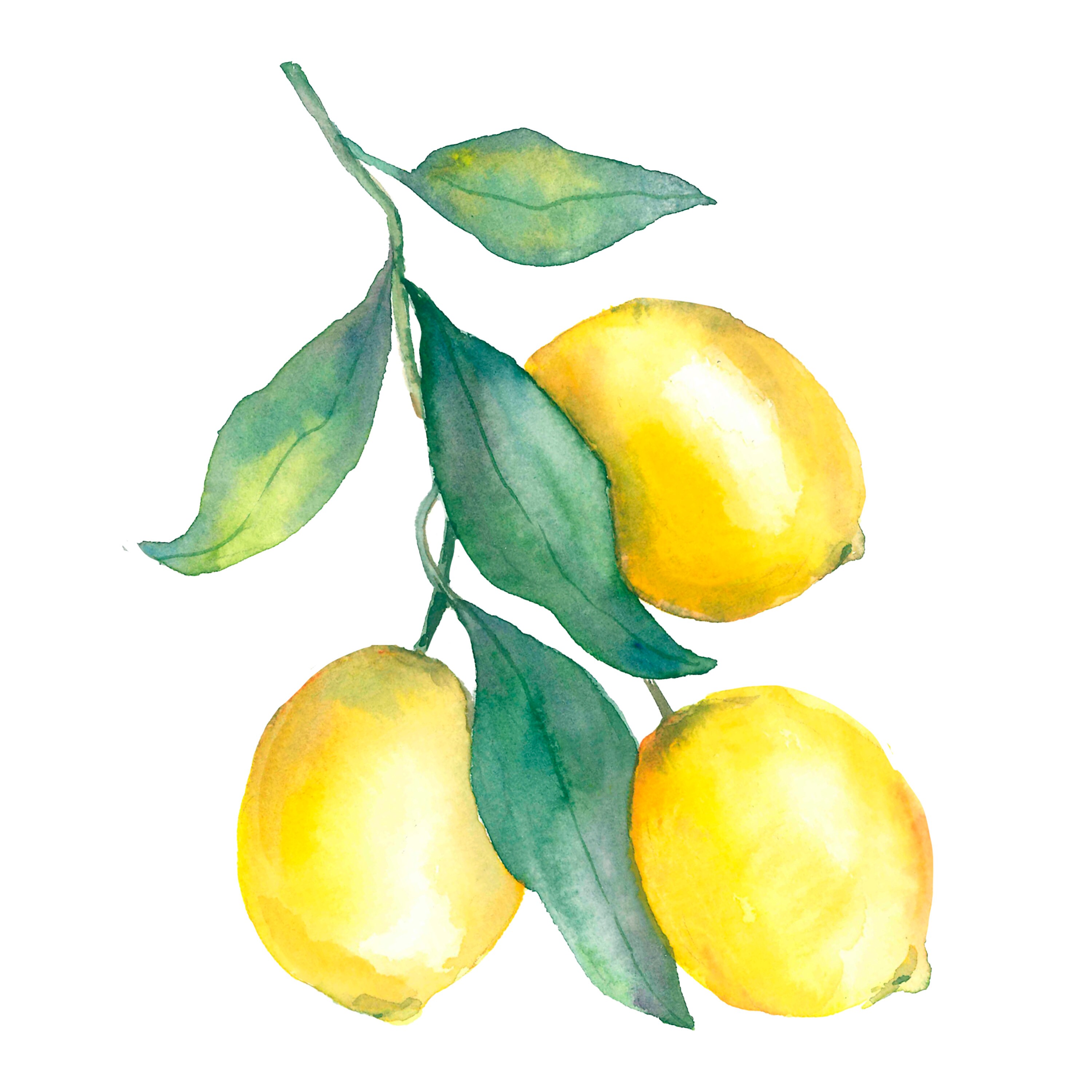 Lemon Clipart Watercolor Clipart Watercolor Lemon Clipart - Etsy