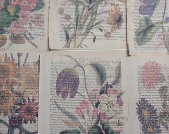 Floral themed dictionary prints from 1700s dictionary