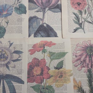 Floral themed dictionary print from 1700s dictionary