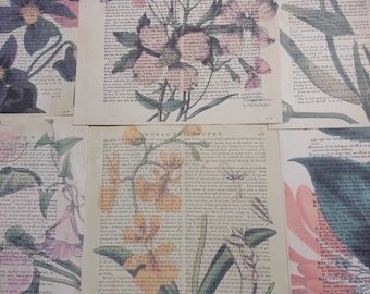 Floral themed dictionary prints from 1700s dictionary page