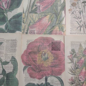 Floral themed dictionary prints from 1800s dictionary page